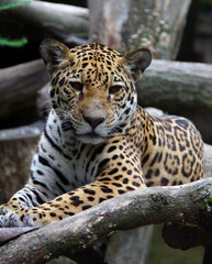 close up of a leopard