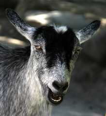 close up of a goat