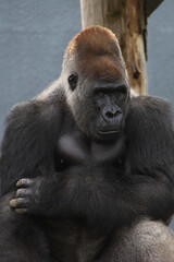 Obraz premium Portrait of a gorilla