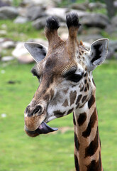 close up portrait of a giraffe
