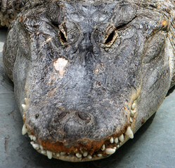 close up of a crocodile head