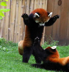 red pandas playing and fighting