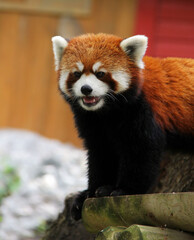 Obraz premium red panda in zoo