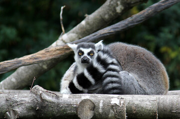 ring lemur catta sitting on a tree with his tail around him