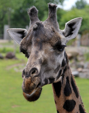 close up portrait of a giraffe