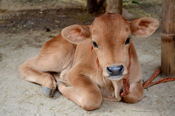 closeup the red color small cow calf animal with tied sitting land over out of focus brown background.