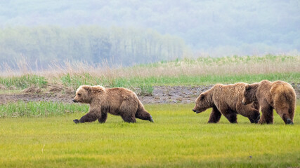 Three Alaska Peninsula Brown Bear or Coastal Brown Bear Juveniles at Play