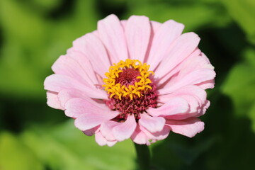 Obraz premium Zinnia Flower Petals Macro