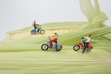 a Mini people are riding the motorbike on corn