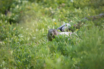Groundhog of Garibaldi mountain, vancouver, British Columbia, Canada