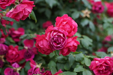 The numerous rose vines on the fence.