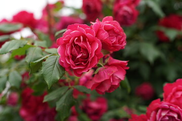 The numerous rose vines on the fence.