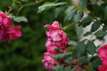 The numerous rose vines on the fence.