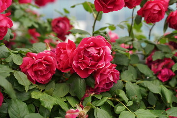 The numerous rose vines on the fence.