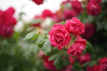 The numerous rose vines on the fence.
