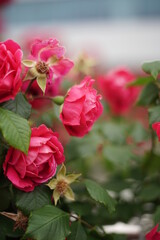 The numerous rose vines on the fence.