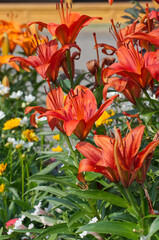 Red Lily blooming in a Summer Garden