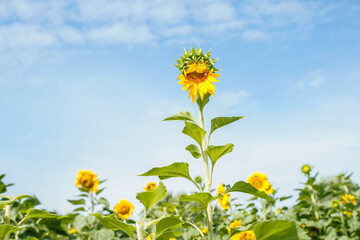 Sunflowers growing in a field. Western Pennsylvania.