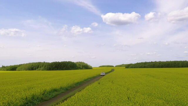 Road in the middle of rapeseed fields is a stock footage of stunning footage of rapeseed fields in full bloom with a field road in the middle. A white car is driving along the road.