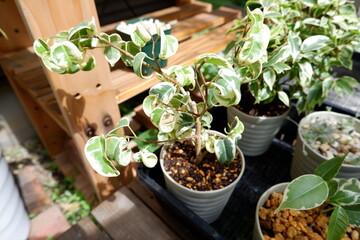 ベンジャミン・シタシオン