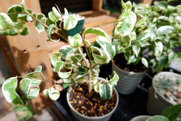 ベンジャミン・シタシオン