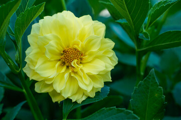 Small, multi layered, yellow dahlia flower growing outdoors.