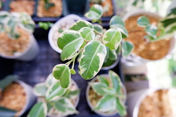 ベンジャミン・シタシオン