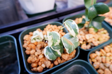 ベンジャミン・シタシオン