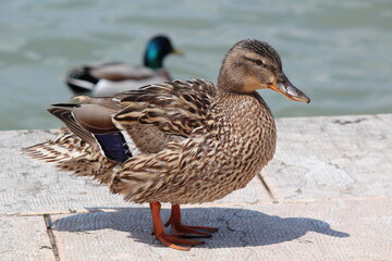Duck