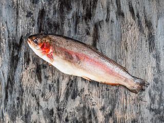 One fresh fish, trout on gray background