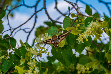 Ein Taubenschwänzchen an Lindenblüten