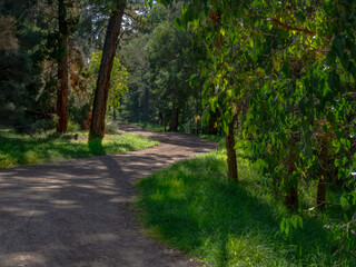 Fototapeta premium Sunny Bend