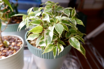 ベンジャミン・ラブリー