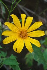 Mexican sunflower (Tithonia diversifolia) with a natural background. Also, use as herbal medicine for diabetes