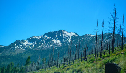Forest Recovering After a Fire in the Mountains