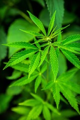 Fototapeta na wymiar Cannabis Leaves