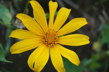 Mexican sunflower (Tithonia diversifolia) with a natural background. Also, use as herbal medicine for diabetes