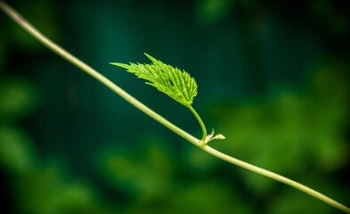 Green Leaf