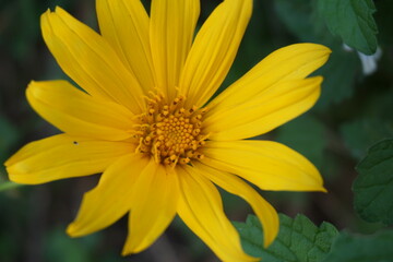 Mexican sunflower (Tithonia diversifolia) with a natural background. Also, use as herbal medicine for diabetes