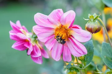  Bumblebee on the center of a pink and white dahlia flower that is growing in a flower garden. Flowers fill the photo. © Kathy