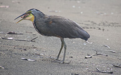 heron on the beach