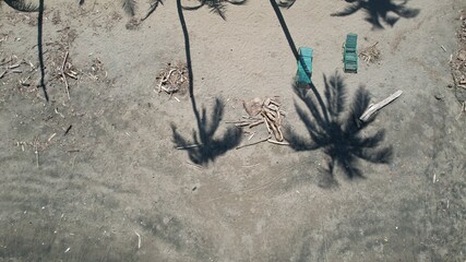 Palm tress in the beach