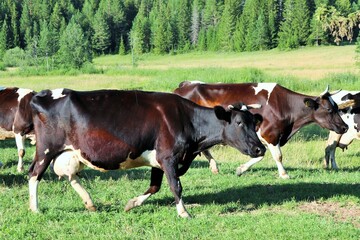 Dairy cows graze on a pasture near the forest