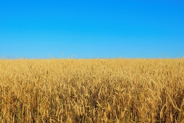 Blue sky and ripe bright yellow wheat field