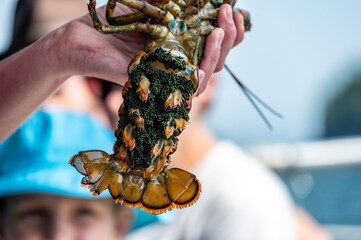 Female lobster with eggs attached under her tail and a V-notch to indicate a catch and release...