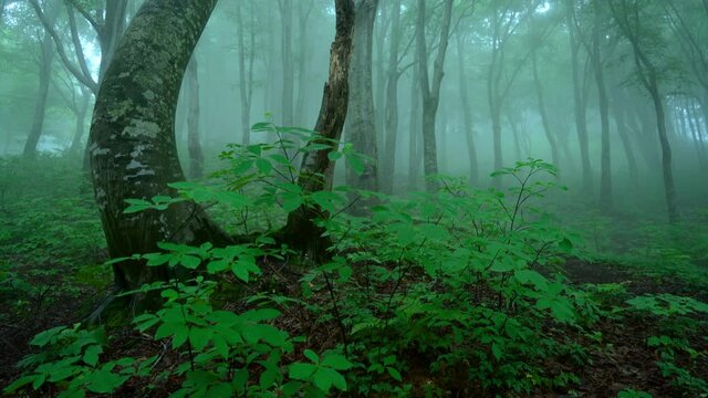 ブナの原生林が霧に包まれ始める