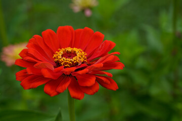 Large red zinnia flower growing outdoors.