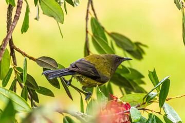 A bellbird flits among flowers dining on nectar and pollinating the flaxes as it goes © Natalia