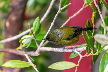 A bellbird flits among flowers dining on nectar and pollinating the flaxes as it goes