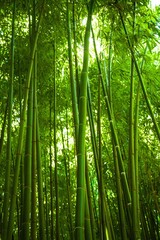 Fototapeta premium Bamboo.